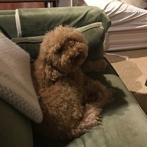 Meet your Posher, Lashley